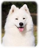 Samoyed 9Y602D-139